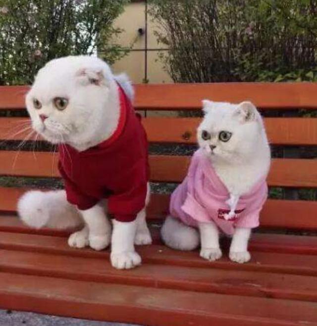 盘点抖音上人气最高的五只网红猫,二豆和瓜子