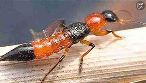 惊蛰,蛰虫惊而出走;这些会伤害宝宝的虫虫也开始蠢蠢欲动啦 惊蛰,蛰虫惊而出走;这些会伤害宝宝的虫虫也开始蠢蠢欲动啦