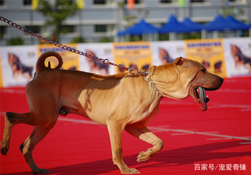 隐藏在大山深处的中国比特犬，斗犬中的杀手，完爆美国比特
