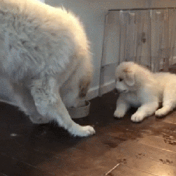 大白熊|小恶魔|小妹妹_新浪网