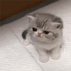 壁纸 动物 猫 猫咪 小猫 桌面 250_251 gif 动态图 动图