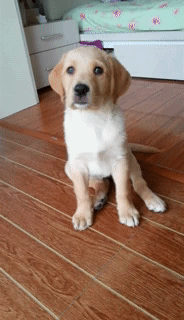 壁纸 动物 狗 狗狗 184_320 gif 动态图 动图