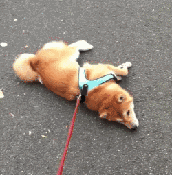 倔狗子简直要气哭