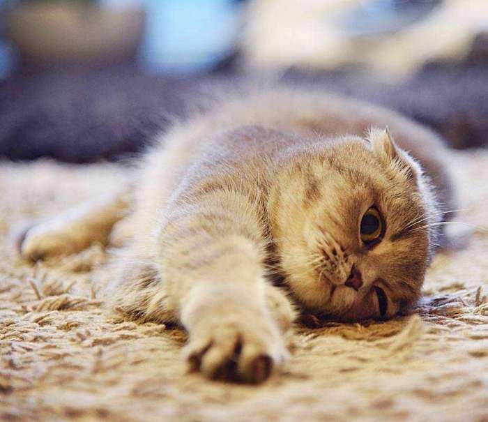 小猫得猫癣怎么办会自愈吗, 猫耳朵长了猫癣怎么办?