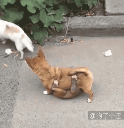 汪星人gif图 :请问犯罪嫌疑人养的狗算同伙吗?