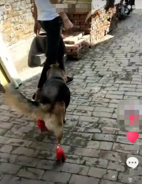 抖音社会狗走红,当看到它脚下那一刻,忍不住