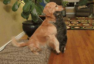 半夜醒来老公不见了,却看到了这个,主人:金毛你