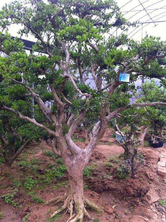 百年的黄杨树不能挖,正确养护才是我们最该做的事情!