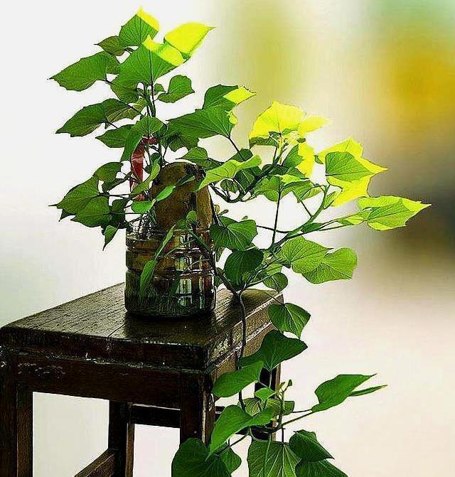 "它"的叶子是"长寿菜",能吃的植物属它最美,比常春藤