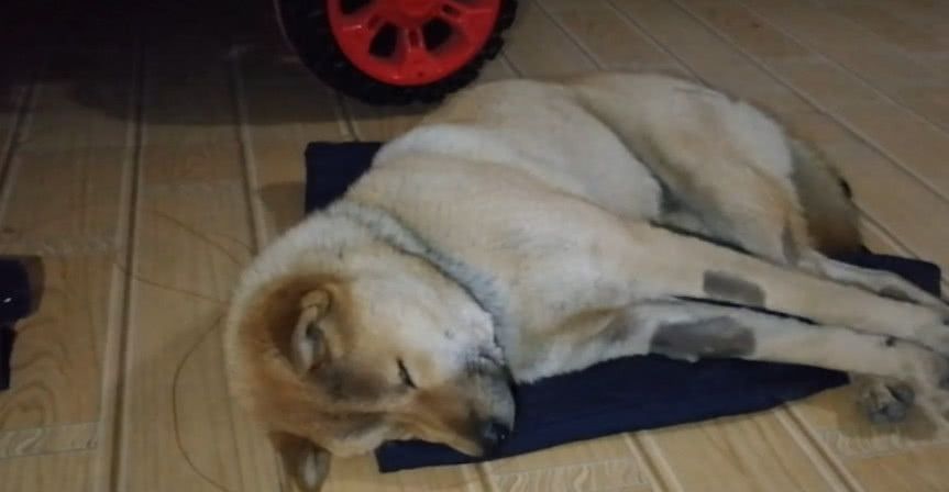 南方狗狗在北方过冬,被冻的瑟瑟发抖让人看着又想笑又