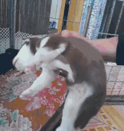 壁纸 动物 兔子 249_263 gif 动态图 动图