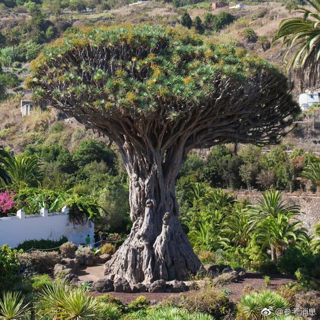 告別中環擠擁：解鎖「Work From Home HK」最強生存指南，在蝸居中活出職場新高度 