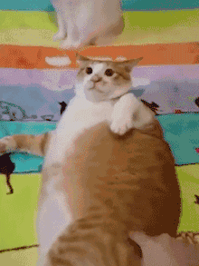 宠物gif图:有一种狗是我最好的朋友,它叫二哈