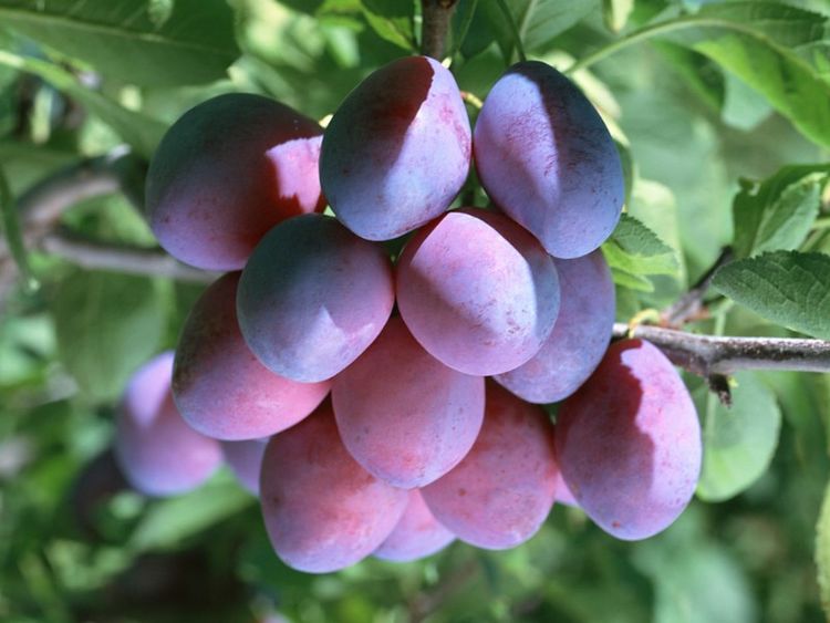 肝不好的人，一定要多食这三种水果，有效疏通肝气，养护肝脏