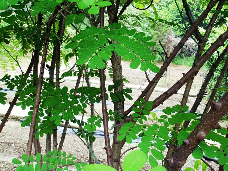 若在农村见到这种刺树那你有福了内藏千年虫价值不菲