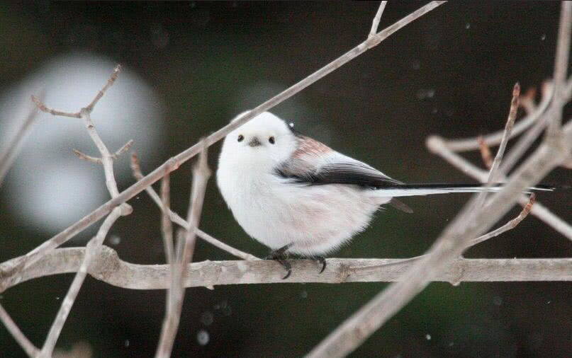 世界上最美的五种鸟，银喉长尾山雀排最后，排名第一的它濒临灭绝