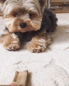 这么多种小型犬，你喜欢哪一种？