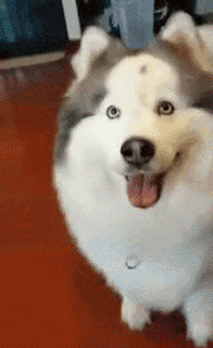 哈士奇 柯基=?狗界自由恋爱的结果不忍直视.