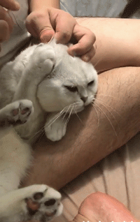 结果猫咪露出了比二哈还二哈的表情,主人给猫咪掏耳朵