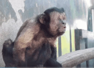 猴子长了一张国字脸,人称移动表情包,其实是动物园里的小寿星!