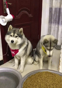 214_306gif 动态图 动图