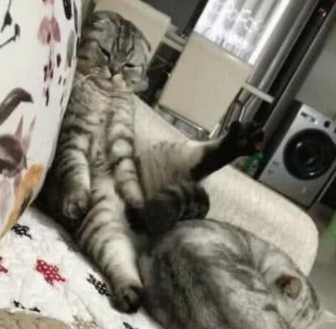 公猫高高翘起大腿,累到腿抽筋也不敢放下来,往腿下一看顿时笑喷