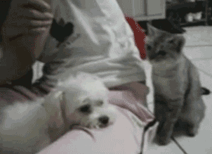 每天和你蹭蹭,一起玩耍,一起生活.