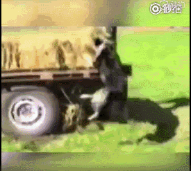 主人说今天起我也是只警犬了 这马甲真帅气! 感觉好威风啊!