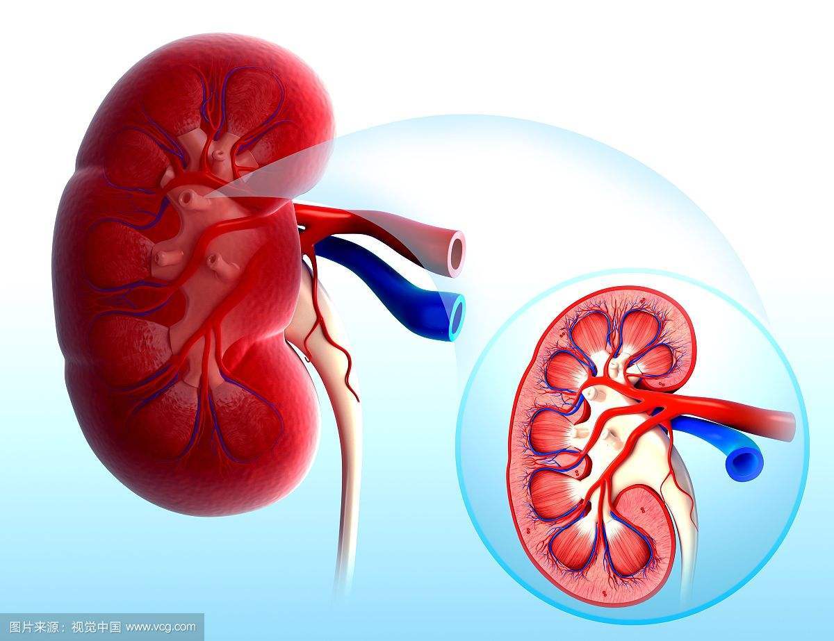 正确看待尿蛋白和尿潜血