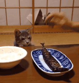 255_268 gif 动态图 动图