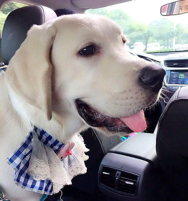 拉布拉多能长多大图片