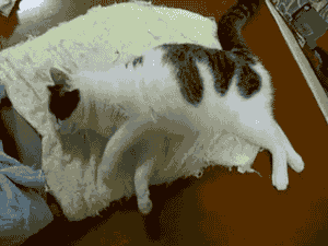 猫咪是如何知道自己叫什么名字的?铲屎官:内心戏好足啊