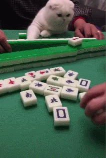 小编:猫都要学会打麻将了,以后别说什么三缺一的话,不存在的,不过这