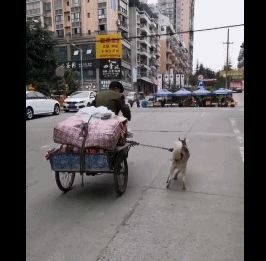 老人骑三轮车上坡困难,狗狗拼尽全力拉车,累的浑身颤抖