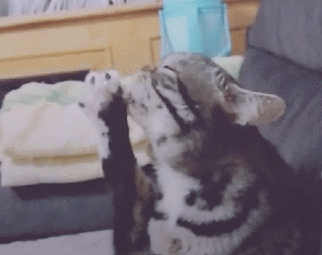 猫咪正在吃脚,下一秒表情亮了!猫咪:哎呀,上头了!