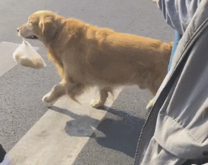 壁纸 动物 狗 狗狗 294_233 gif 动态图 动图