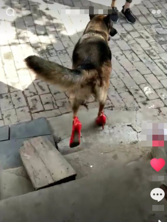 抖音社会狗走红,当看到它脚下那一刻,忍不住