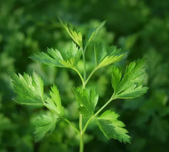 第四种,香菜龙蒿适合在夏日的时候养护,秋天天气开始变冷之后,叶子会