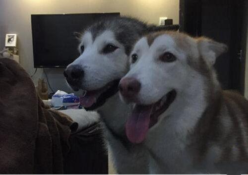 抖音上10大最火的宠物博主,第一粉丝四千多万