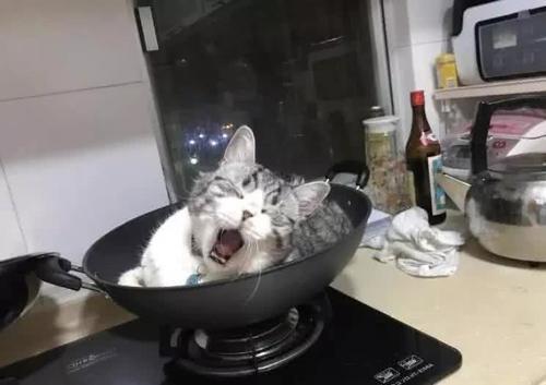 猫咪给铲屎官表演铁锅炖自己,下一秒表情笑翻,网友:实在太搞笑