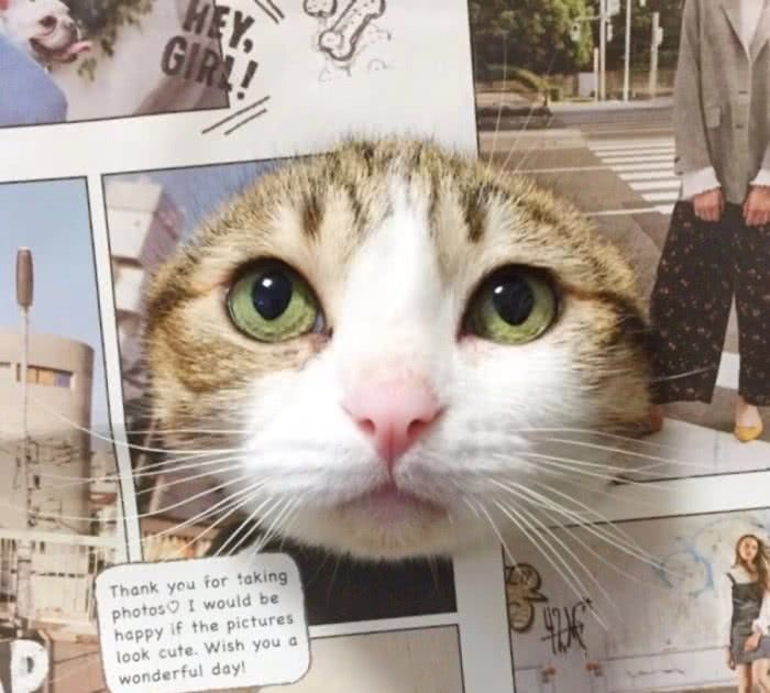 “蠢萌”情侣头像，我依然爱你，但是你却离我而去!图九看到哭