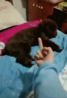 宠物gif图:谁是真爱一眼就能看得出来