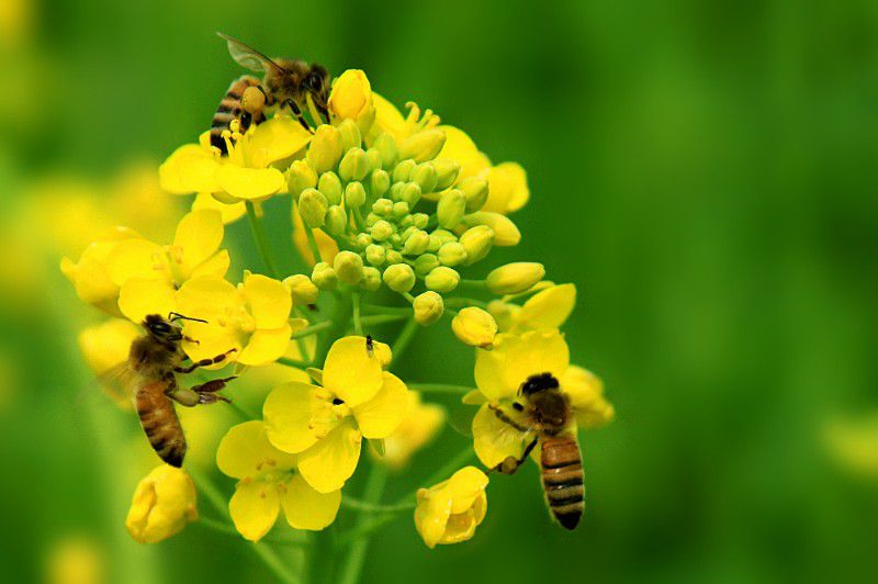 如果蜜蜂灭绝了，粮食会减产、只是人类饿肚子？...