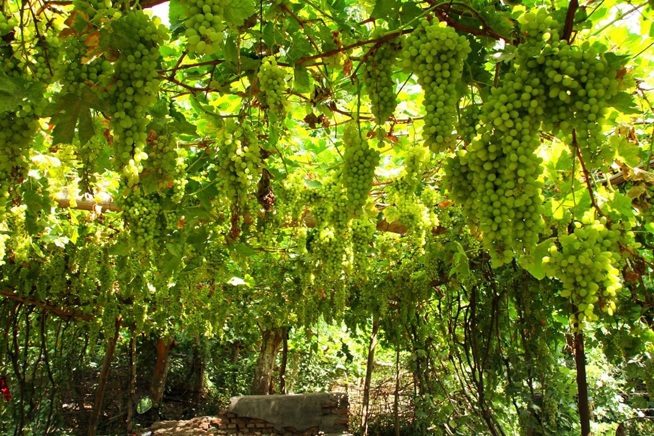 【携程攻略】吐鲁番葡萄沟景点,在葡萄沟外面有很多当地人家种植了葡萄，他们同时也经营餐厅，只要你…