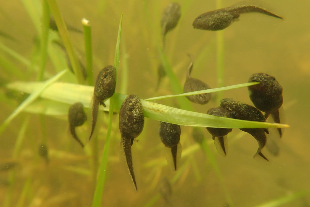 世界上最大的蝌蚪:体长超过25厘米，你猜变成青蛙有多大?