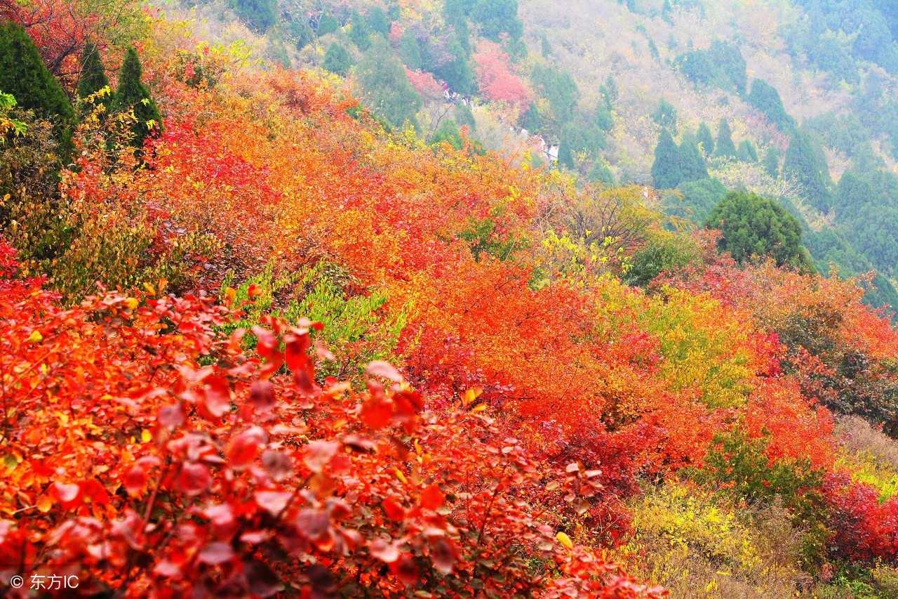 这里是北京著名的森林公园,景色美丽值得去游玩一番!