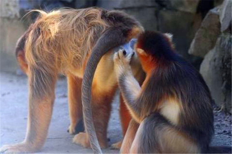 金丝猴夫妇相互顺毛,怎料公猴实在没憋住,一屁把母猴崩生气了