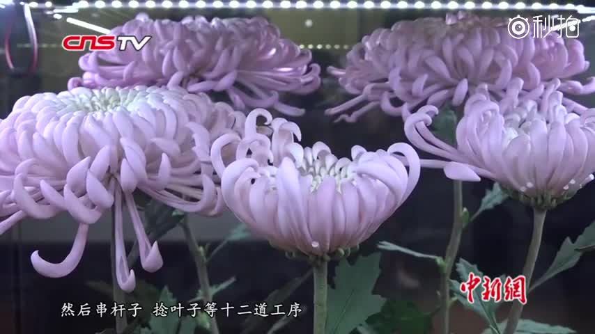 扬州通草花非遗传承人 心手相传绚丽多姿的指尖艺术