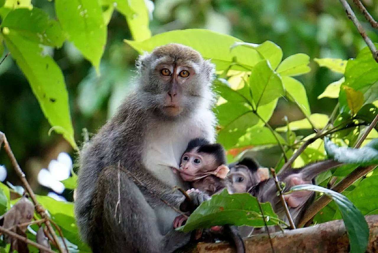 如果进化论是对的，为什么植物不进化得很难吃？...