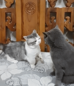 体型像短腿柯基,性格像蠢萌哈士奇,曼基康应该是猫咪中的异类了